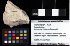 Foto (Objket + Etiketten) von Decapoda indet. 